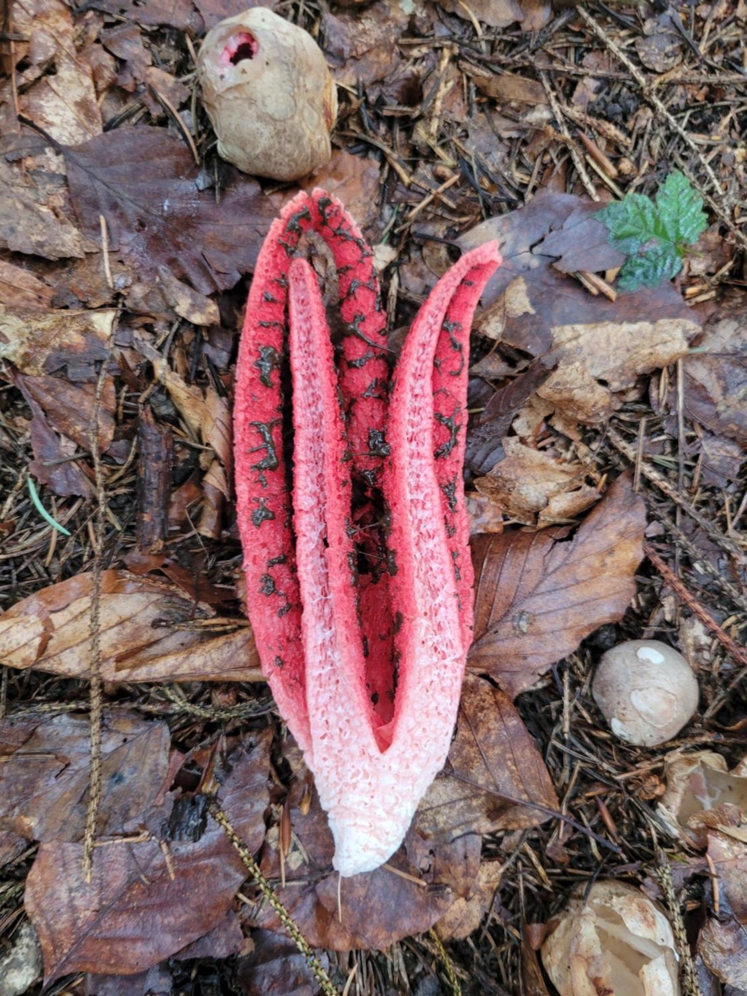 Forest Camp Dom W Gorach Sowich Michalkowa 외부 사진